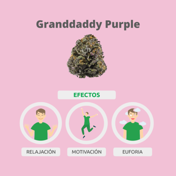RAW 6 Pack 1¼ Size – Indoor Flower Grand Daddy Purple – Indica (6 x 1.0g) - Image 4
